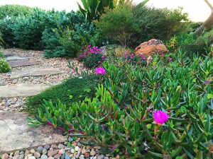 Pigface groundcover plants in 14cm pots