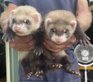 FERRET KITS FOR SALE!