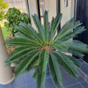 Japanese Cycad for sale