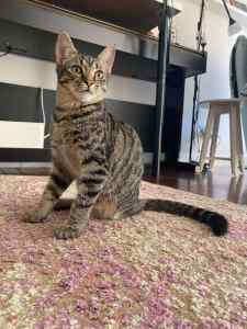 Tabitha rescue kitten SK6243 vetted -Joining Petcity Bentley