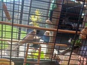 3 Budies, cage , breeding boxes, seed and water containers