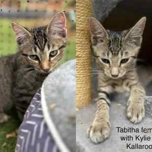 Tabitha & Tigerlily - Perth Animal Rescue Inc vet work cat/kitten