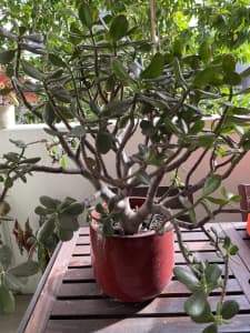 Beautiful large jade plant in red ceramic pot for sale 
