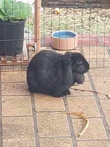 Two rabbits for rehoming
