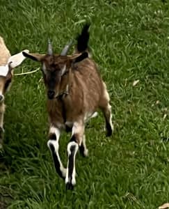 Two mini girl goats- beautiful, calm and quiet