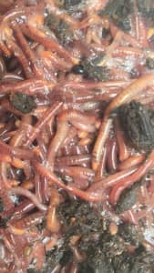 live worms for fishing  Gumtree Australia Free Local Classifieds