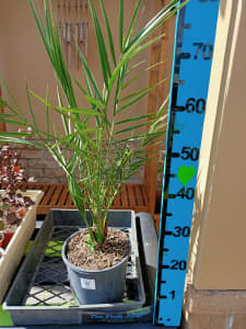 Edible Date Palm Plant