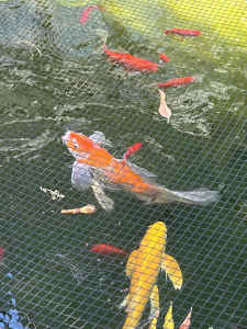 Koi fish and gold fish for sale 20cm to 30cm