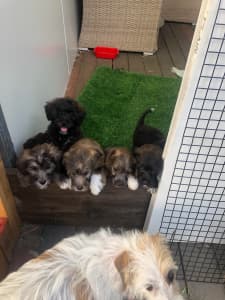 Jack Russell X Toy Poodles Puppies
