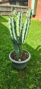 Blue Myrtle cactus for sale, 75cm.