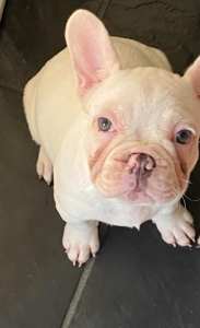 French Bulldog White Female Pup & Pied Male Pup