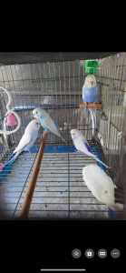 clean and gray wings budgies