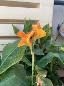 Canna Lilly Tropicana Gold Plant in Decorative Plastic Pot