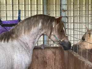 Welsh Pony Stallion