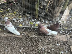 Pigeons - Red Pied Tumblers