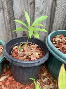 Avocado plants grown from seed