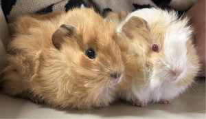 X2 Baby boy Abyssinian guinea pigs