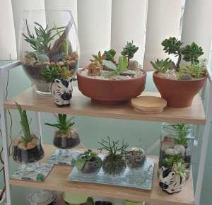 Terrariums 🌵 indoor plants 