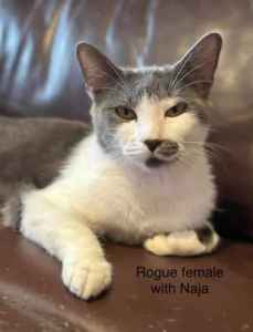 Miss Rogue - Perth Animal Rescue inc vet work cat/kitten