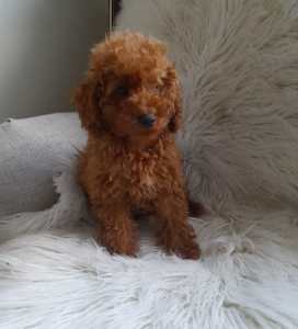 Ruby Toy Poodle Male Puppy