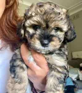 Cavoodle X Puppies
