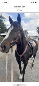 Beautiful gypsy tb mare 