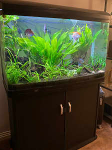 Complete fish tank for sale (fish, plants, tank, stand, equipment)