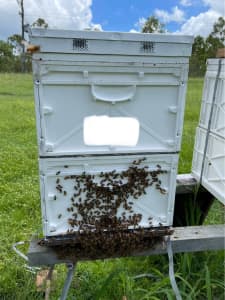 Beehives for sale - European honey bees