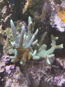 Assorted Coral Frags - all for FREE or swap for coral frag