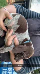 Pure gsp pups need gone asap 