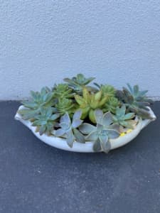 Succulent mix of 16 plants in white vintage bone china oval bowl