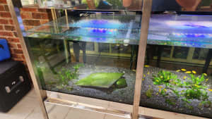 Tri Tank Custom Breeding / Display Aquarium. Stainless Steel Frame 