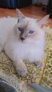 Ragdoll and other cat
