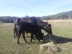 Cow and calf at foot. 