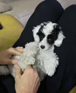 Toy Poodle Puppy - Black and white parti 