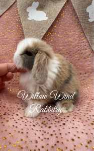 Purebred tiny gentlest Mini Lop rabbits 