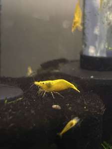 High quality yellow cherry shrimp