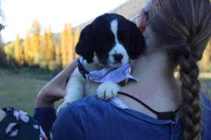 Pure Bred Springer Spaniel *READY NOW*
