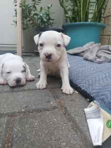 Ready next week! Purebred Staffordshire Bull Terrier puppies