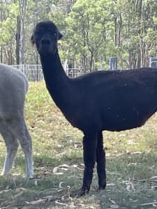 Alpaca -pregnant females, crias, mums and cria packages, stud males