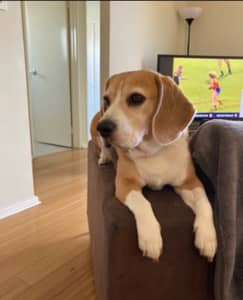 Home for Shiloh the Beagle