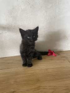 1 male kitten left
