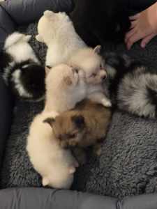 Mini Pomeranian puppies