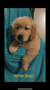 Golden Retriever puppies for sale Ready now