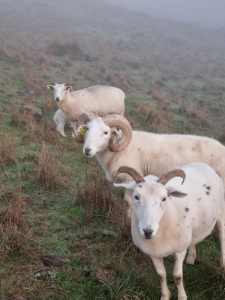 Purebred Wiltshire Horn Ewes & Weathers