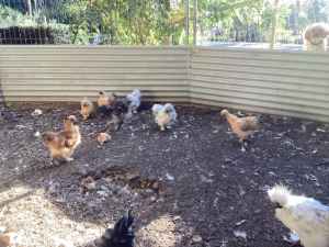 Roosters young silkies FREE 6 available Mirboo North