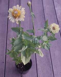 Zinnia flower potted plant 