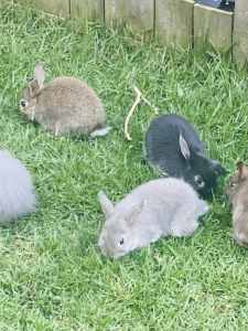Rabbits (mini lop x Netherland dwarf)