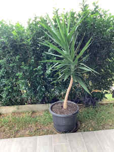 Nice Mature Healthy Potted Yucca Tree 7.5 y. old CheapestPrice$58only