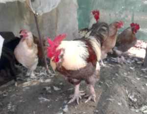 Faverolles Hens and Roosters 